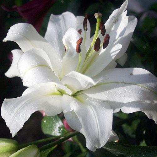 White Eyes